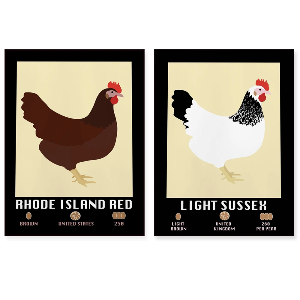 Póster de pollo Light Sussex, pollo Rhode Island Red, pollo Vorwerk, animales de granja, ilustración, póster decorativo para cocina campestre