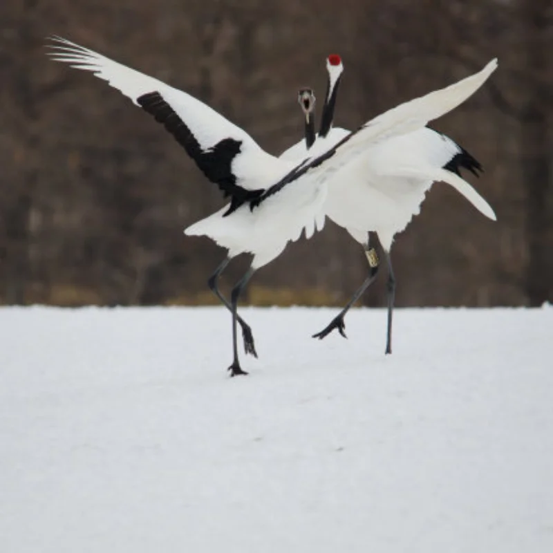 

Metal Differential Outdrive Diff Gear Planet Gears for 1/10 Arrma Bigrock Kraton Outcast Senton 1/8 Infraction Typhon Vendetta
