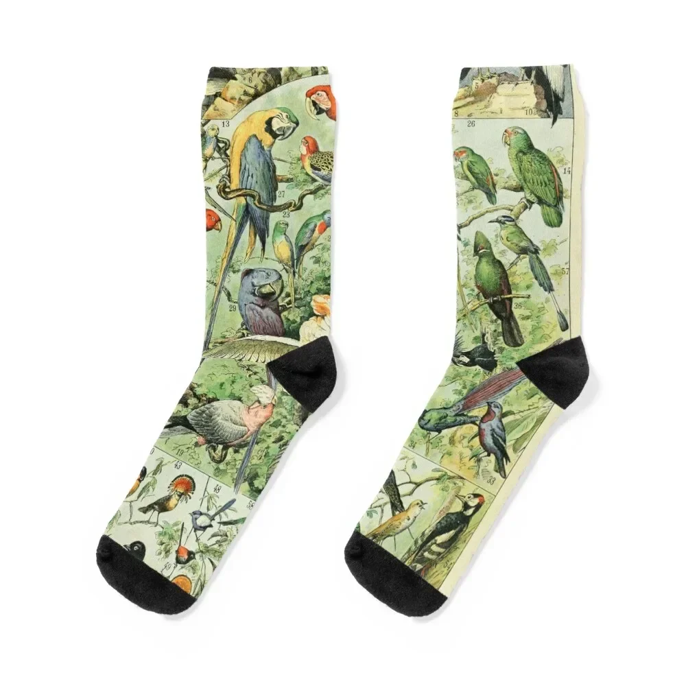 Adolphe Millot Oiseaux A Socks cotton compression Stockings man Running Male Socks Women's