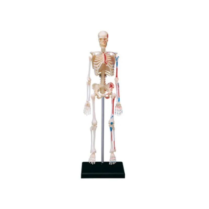 4d Human Full Skeleton Anatomy Model puzzle Assembling Toy Medical Teaching Aid Laboratory Education Equipment master