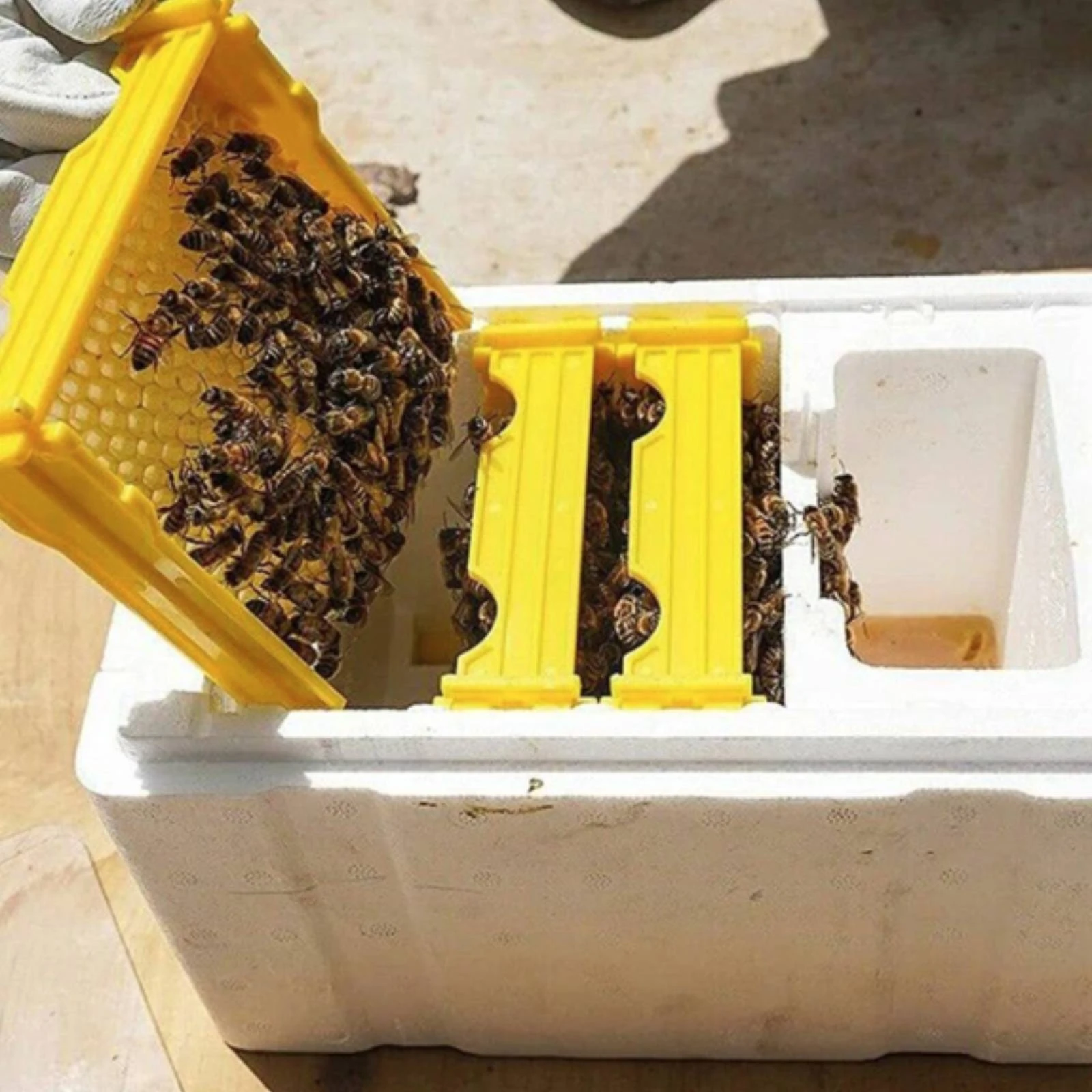 Bee Mating Nuc Colony Sturdy Queen Rearing Colony Breeding and Rearing Box Lightweight Beekeeping Equipment Ventilated