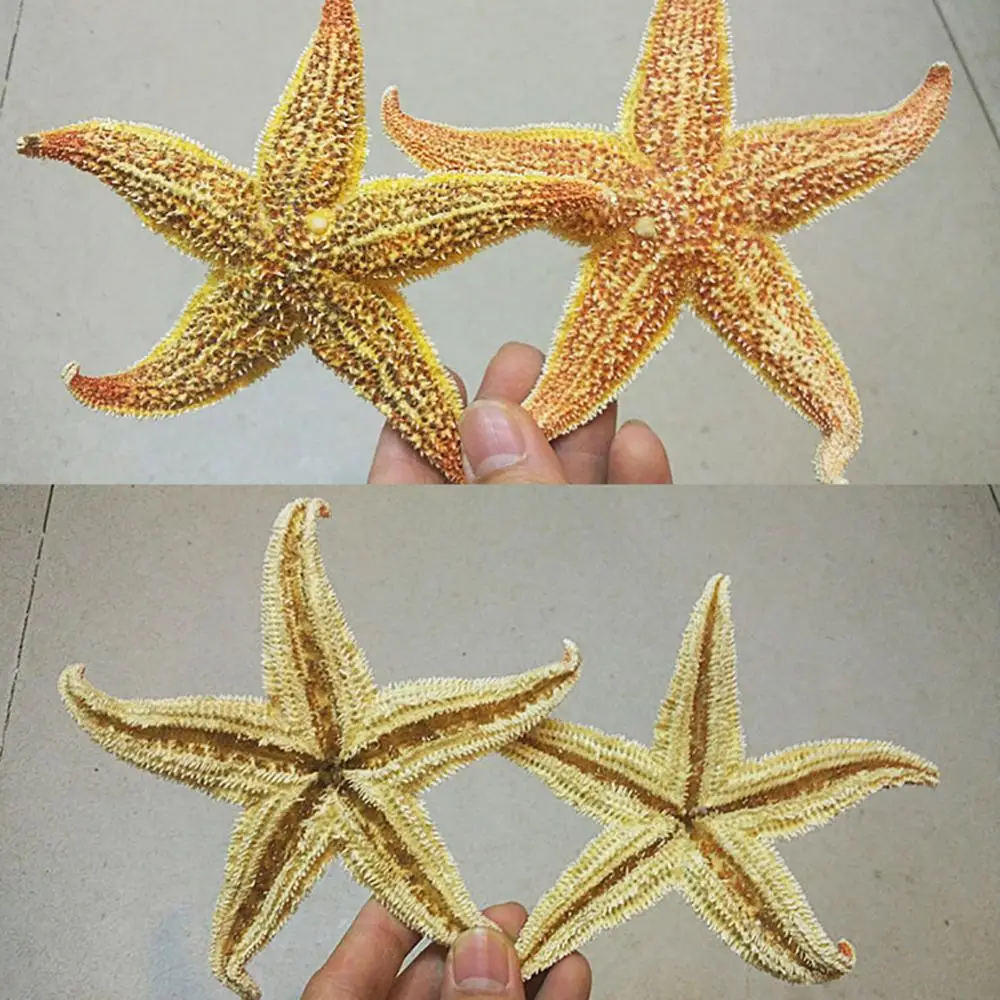 2Pcs 10-16cm Dried Starfish Sea Star Beach Craft Air-dried Natural Shell Conch Wall Sticker Floor Wedding Party Home Decoration