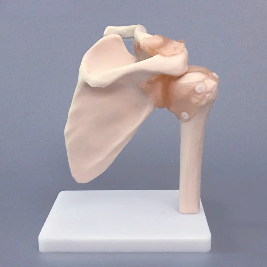 3D Human Shoulder Joint Model with Scapula Clavicle Periarticular Ligaments Orthopedic Anatomy Teaching Aid