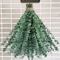 Dried Eucalyptus Stems for Shower - 17
