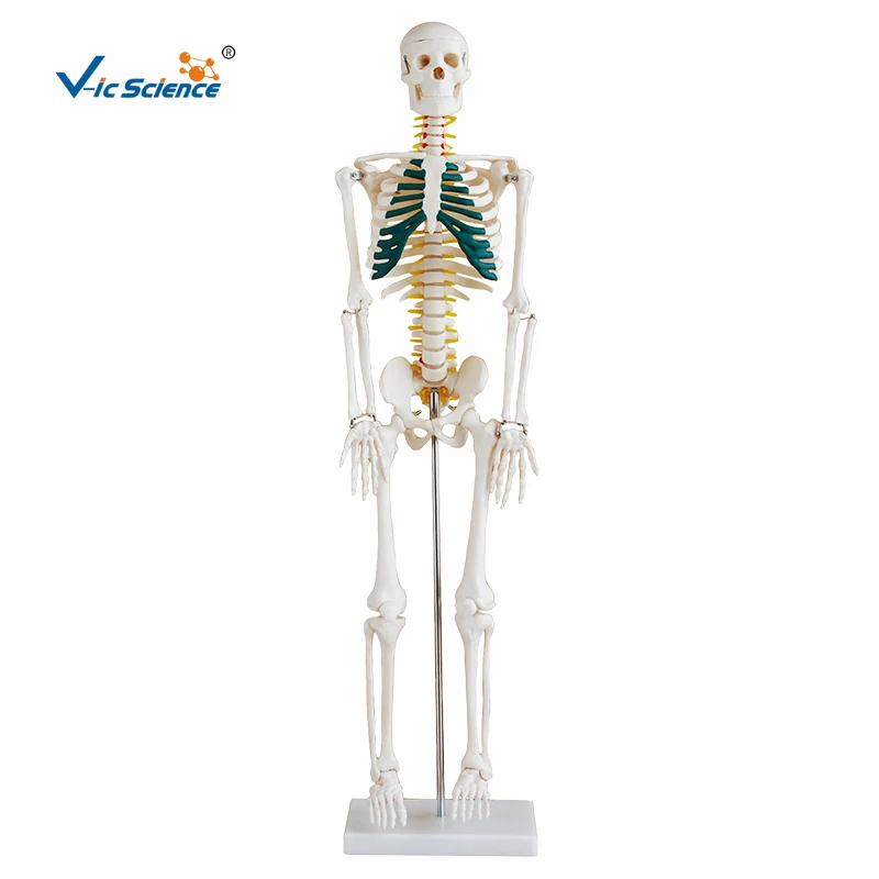 

85cm Medical Science Teaching Human Plastic Skeleton Model with Spinal Nerves