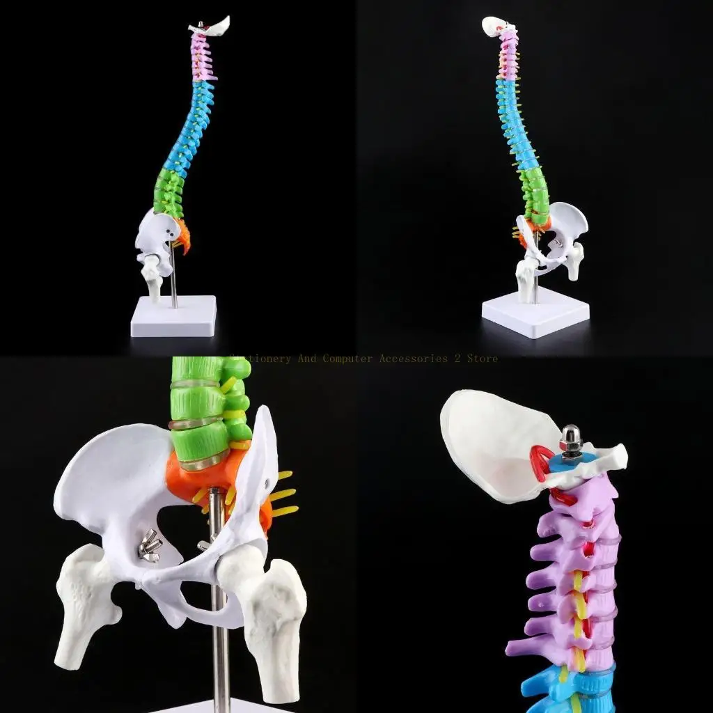 

45 см съемная модель позвоночника человека, позвоночник, поясничный отдел, анатомическая кривая
