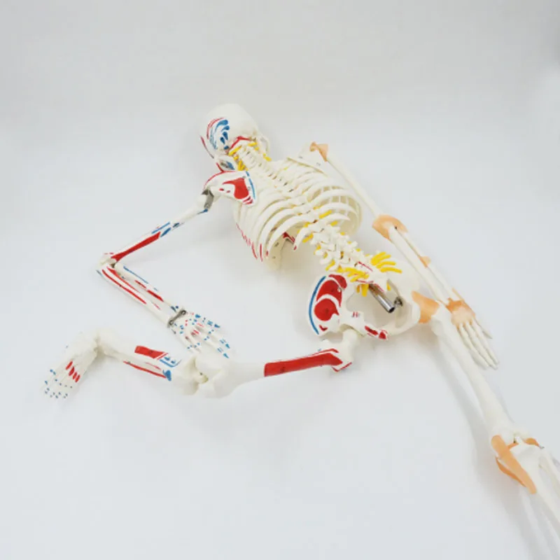 DARHMMY Human Skeleton Model 1/2 Life Size 85cm Half Muscle and Half Ligament Drawing Medical Science Anatomy