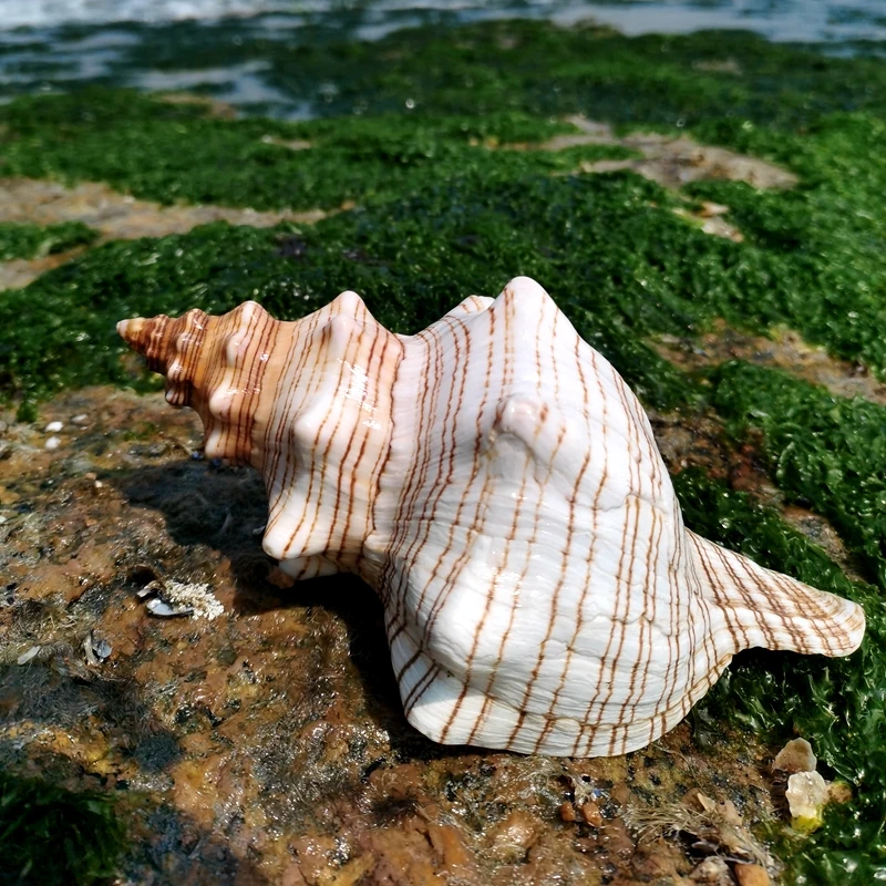 

Giant Natural Conch Shell Ornament, Aquarium Decor, Creative Marine Gift, Listen to the Sound of the Sea,Trapezium Horse Conch