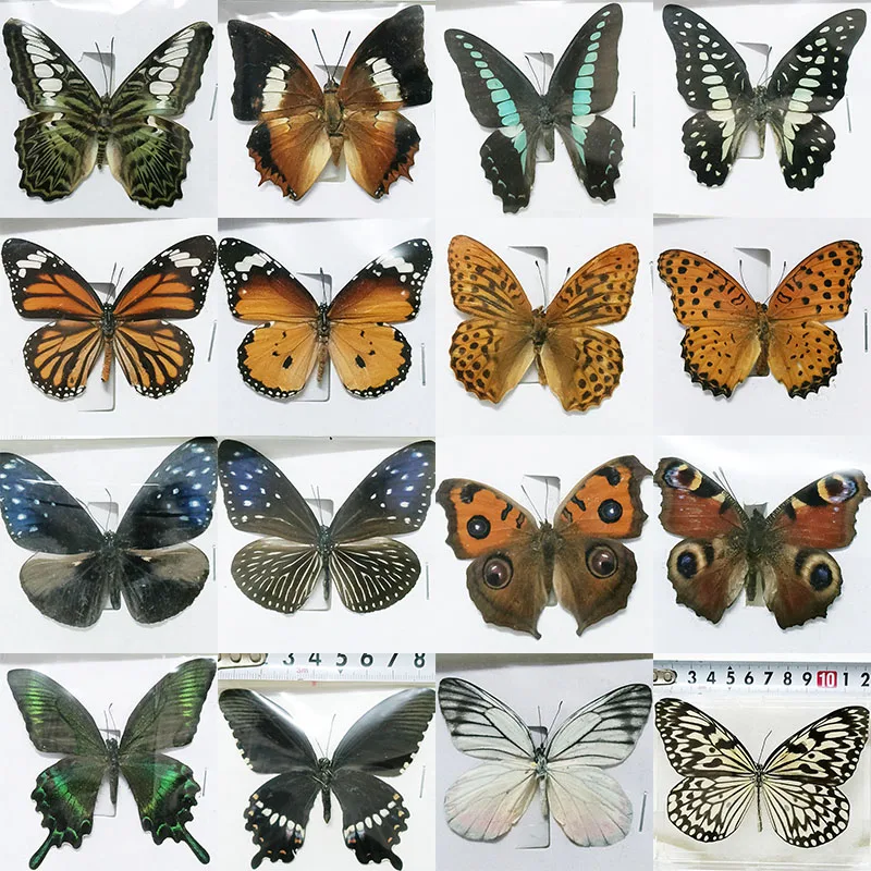 Real Butterfly Specimens Insect Photo Frame Production Home Decoration Wall for Living Room Collection Art 33 Styles Available