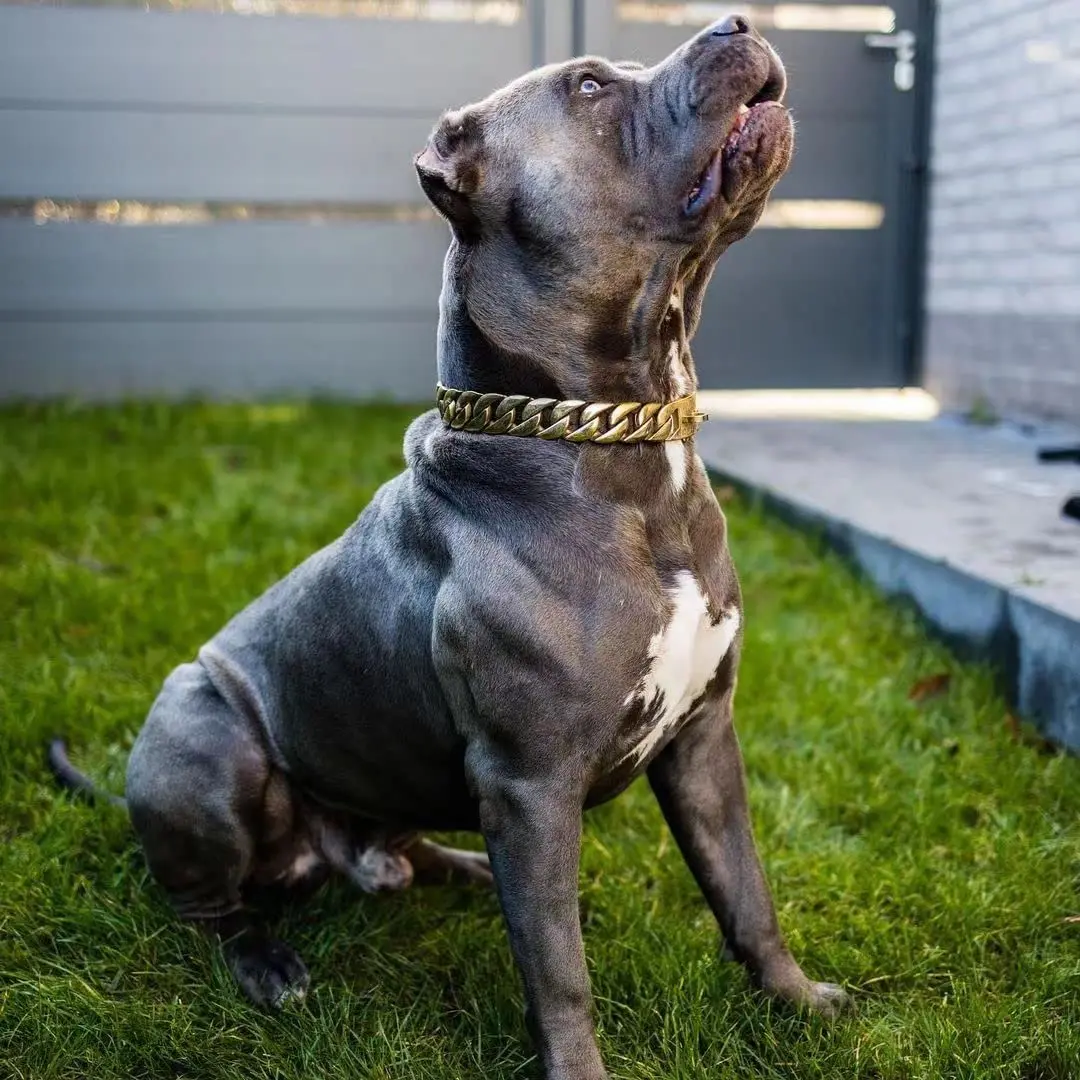 32mm Wide Gold  Dog Chain Collars  Heavy Strong Stainless Steel Dog Choker Pitbull Gold Dog Necklace For Large Dogs