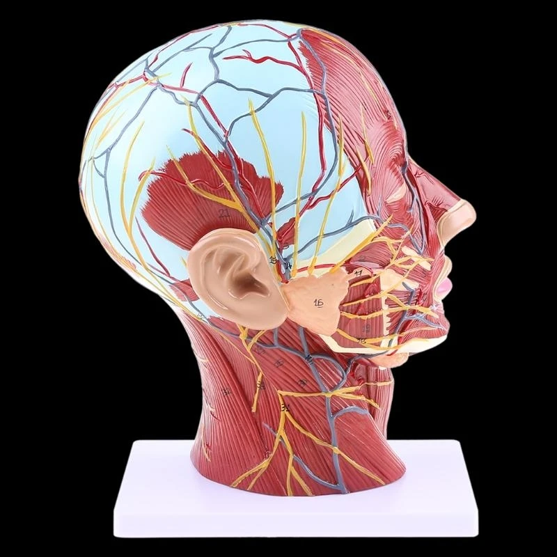W89C Human Anatomical Meia para a cabeça Face Anatomy Medical Neck Mediana Seção ST