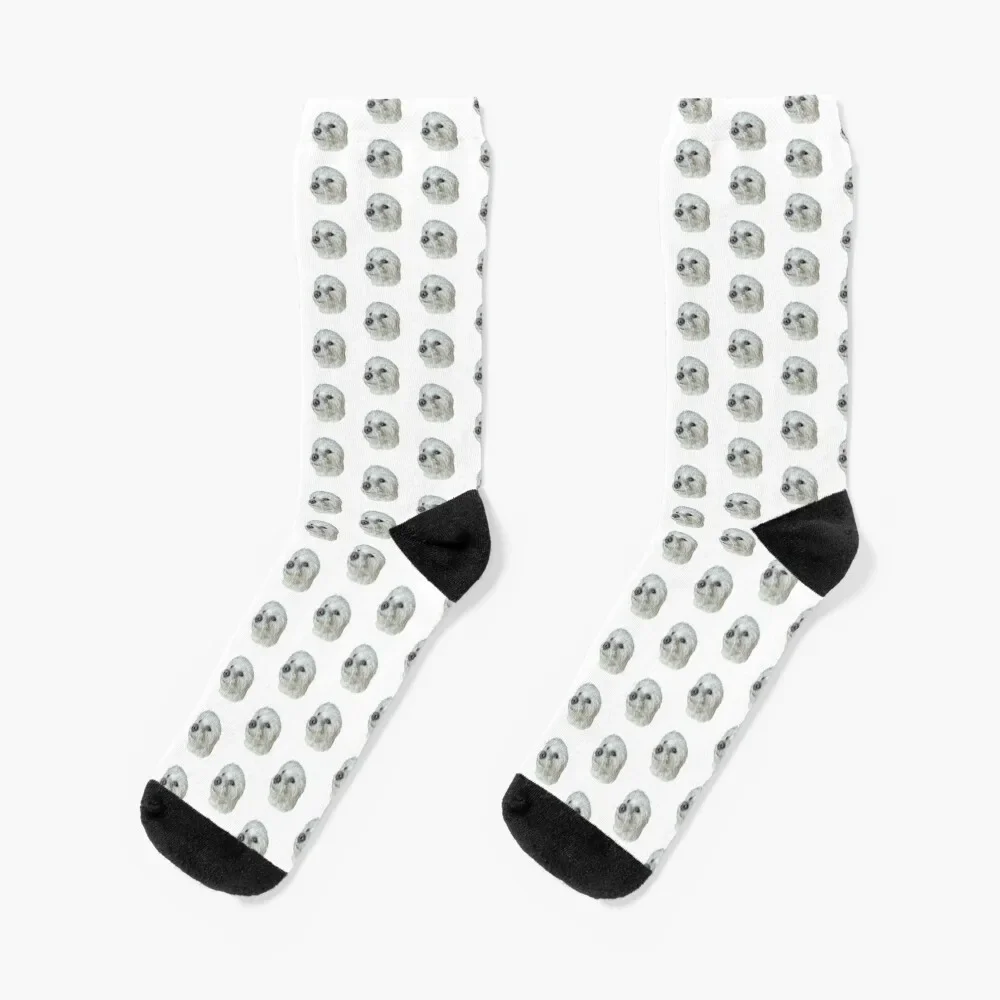 

Kiwi the Poodle Terrier Dog Socks hiking Stockings luxury Men Socks Women's