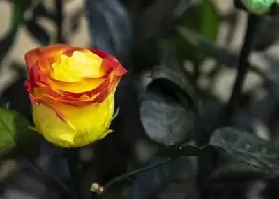 Car Seat Belt Buckl…