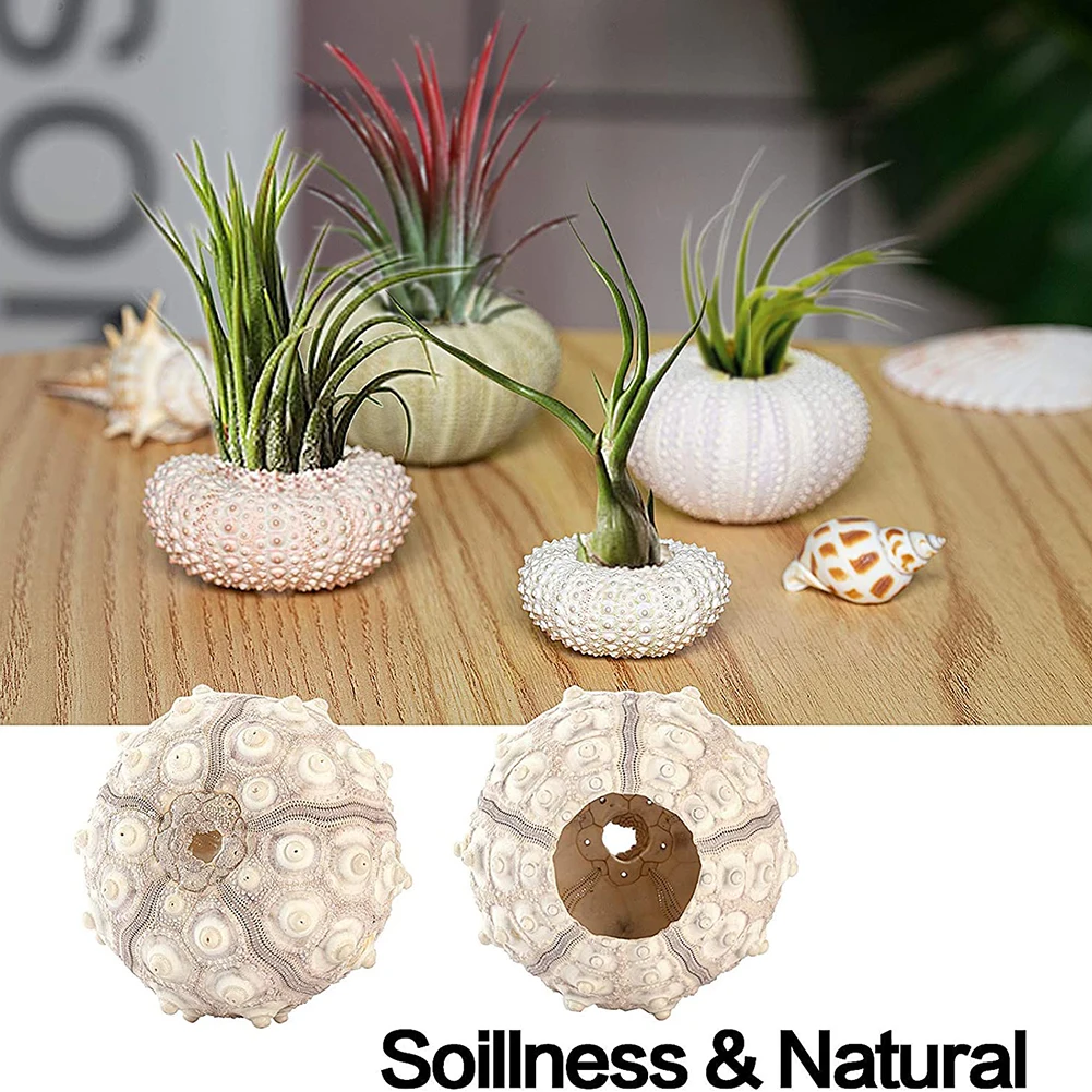 5PCS Natural Sea Urchin Shell for Aquarium Bonsai Craft Decoration Conch Tillandsia Potted Plant Undefined Coquillage Seashell