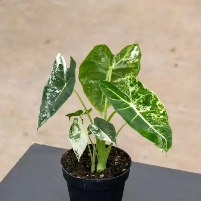 Quadratischer Alocasia-Pflanzenständer mit Erhöhung für Indoor-Botanik-Dekoration – Detail 9