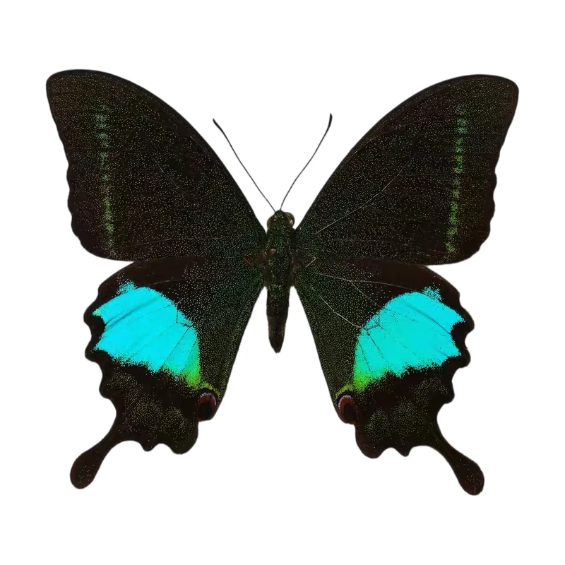 6-100pcs natural Real Butterflies Specimen (Papilio paris）Artwork Material Home Decoration DIY