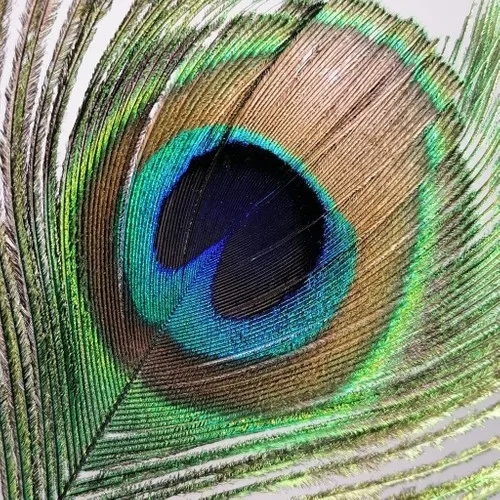 Nettenevime Peacock Feather 5 Pcs Real Feather 95 cm