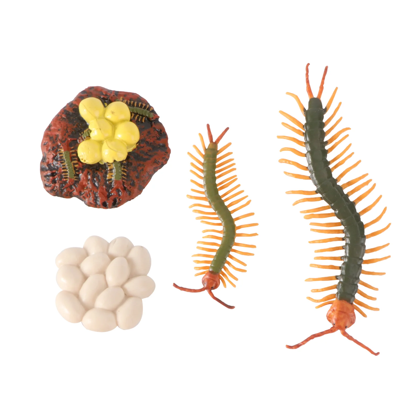 Growth Cycle Model Centipede Toys Display Prop Educational Plaything Simulation Insect Animal Life Children’s