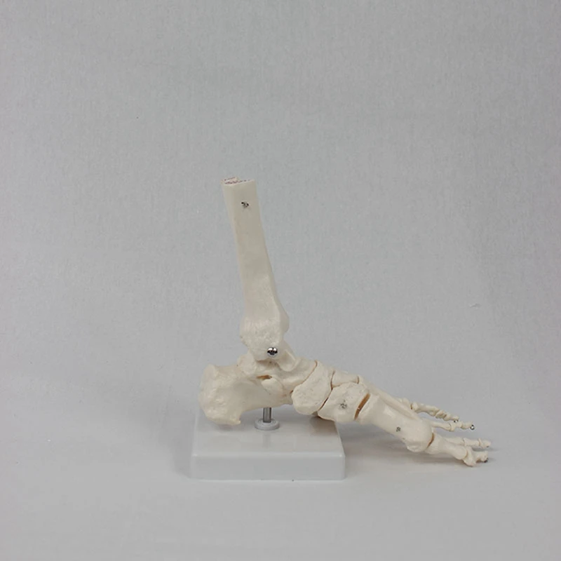 Foot Joint Model, Human Anatomy Model, Life Size, Foot Anatomy Model, Human Skeleton Model Teaching Equipment