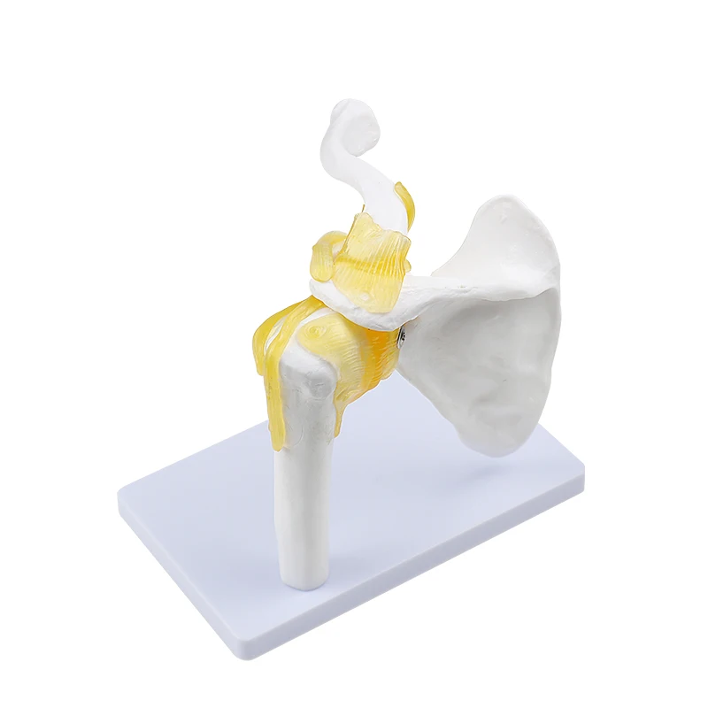 Functional Anatomical Model Human Shoulder Joint Medical Science Educational Instruments