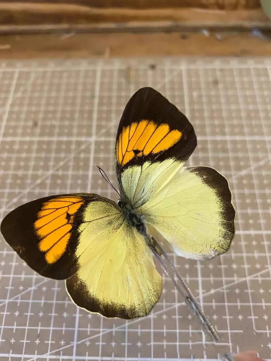 6-100 pcs natural Real Butterflies Specimen （Ixias pyrene）