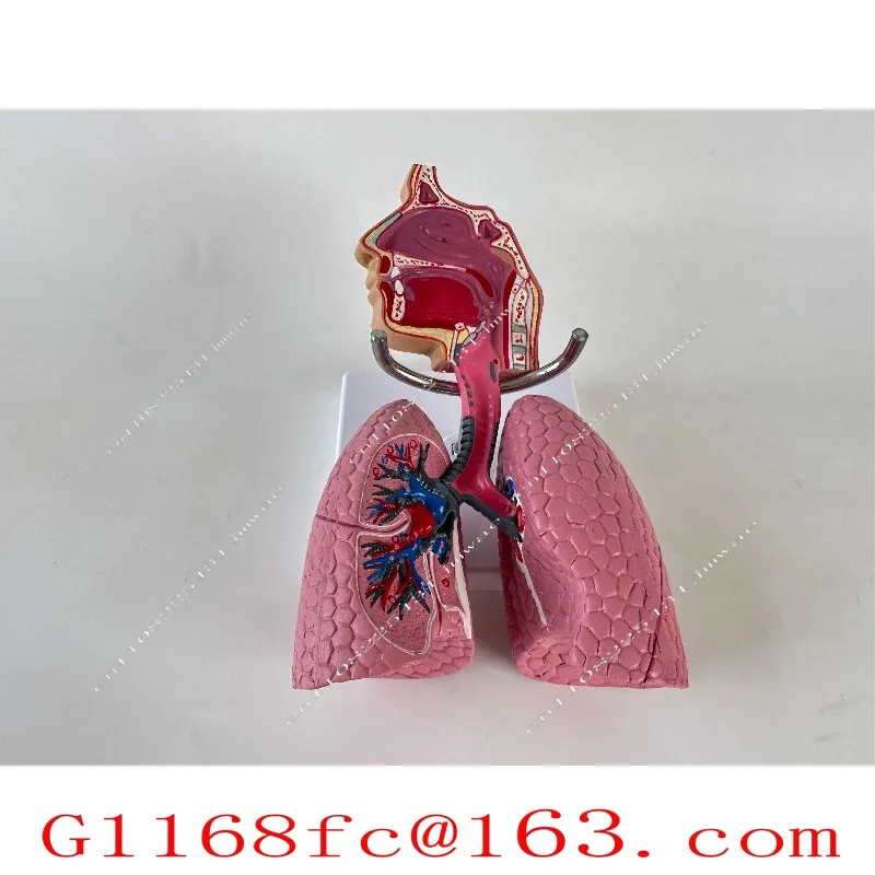 Medical Teaching Equipment Model, Respiratory System Model