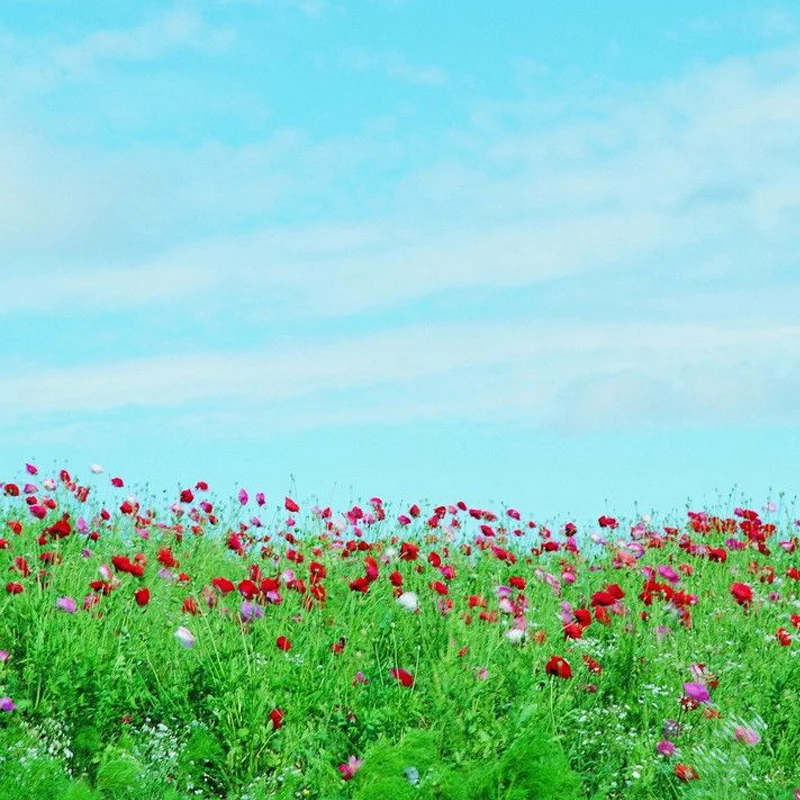 

Для BMW MINI F54 F55 F56 F57 F60: Корпуса левого и правого боковых зеркал, применимо для леворульных автомобилей 2014-2024 гг.