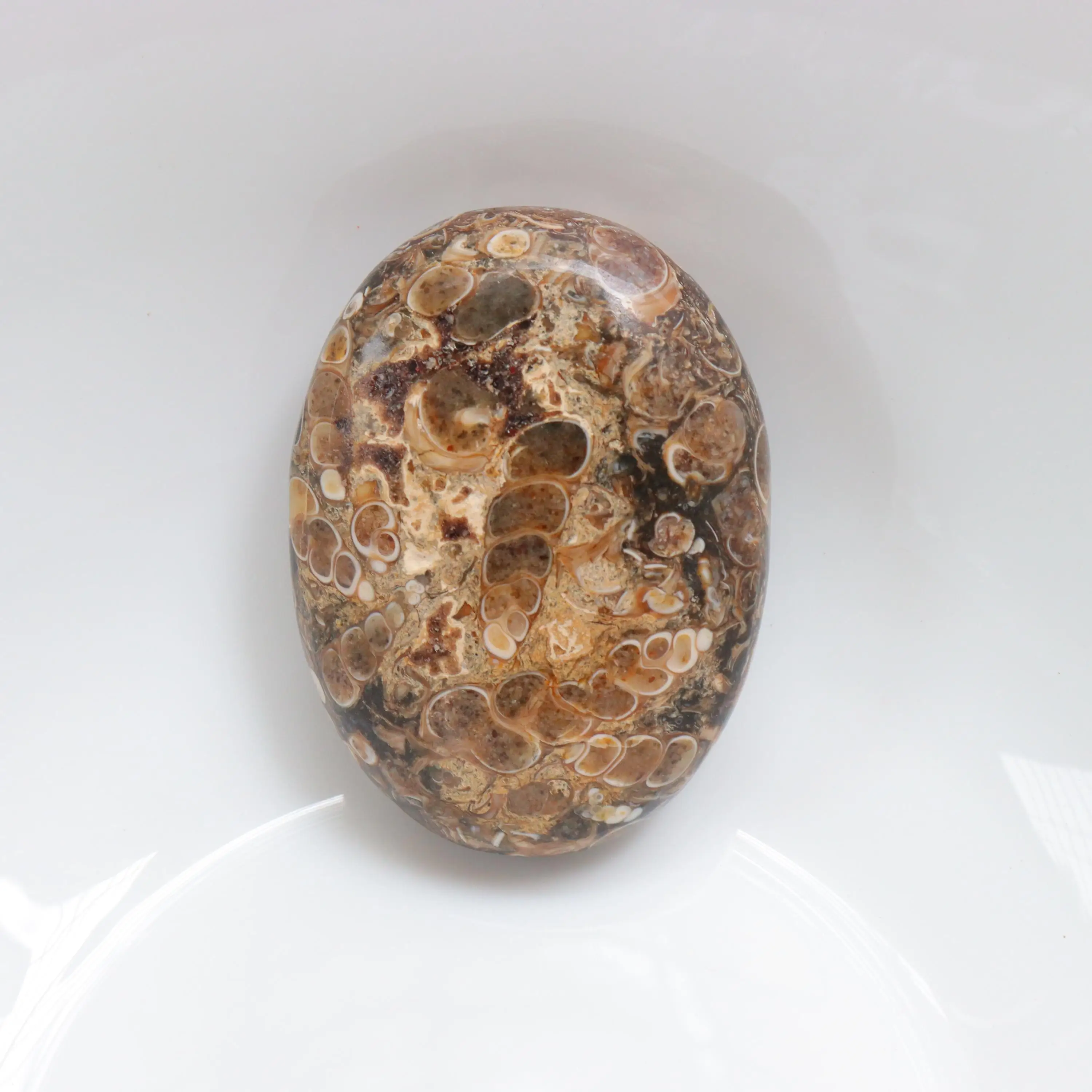 Turritella Agate Palm Stone Fossilized Seashell Crystal 1pc random