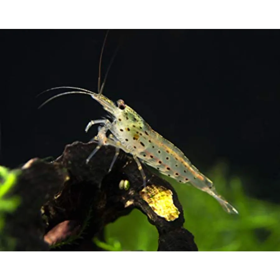 

20 Amano Shrimp Live Freshwater Aquarium Clearer Natural Glass Clearing Dwarf Caridina Real Living Nano Fish Kit for Efficient