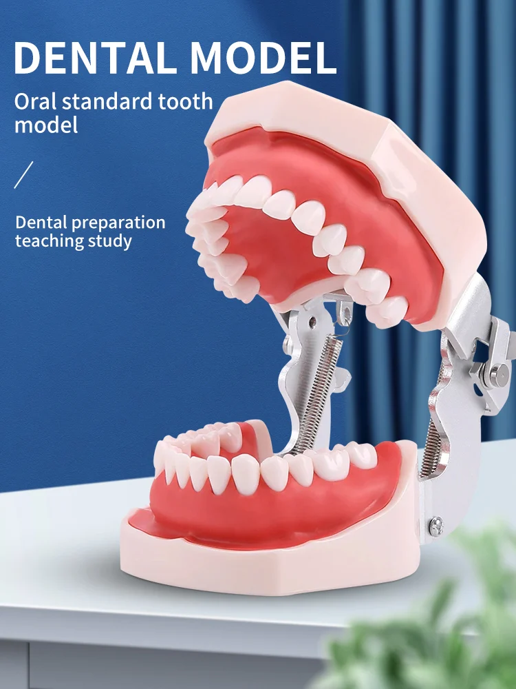 Teeth Model Dental Practice Dental Teaching Practice Tooth Models for Kids Teeth Modelation Accesories Kit Dentist tool for Dent