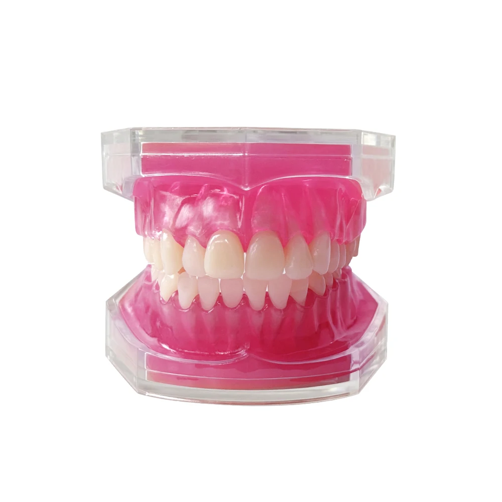 Dental Typodont Model Full Mouth Detachable Teeth Study Teaching Model Soft Gum Standard Model for Dentistry Student Practice