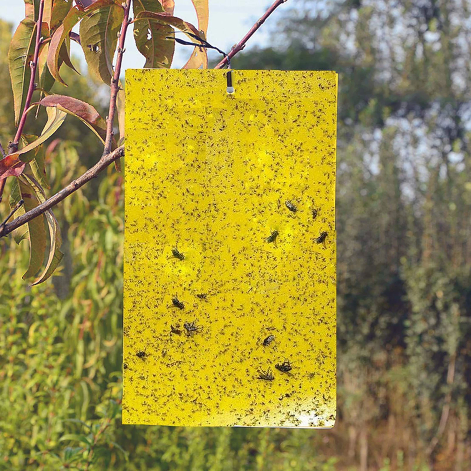 Agricultural Sticker Sticky Glue Fruit Fly Bug Killer Insects Blue Yellow Hang Catcher Trap Board Pest Kitchen Farm Plant Garden