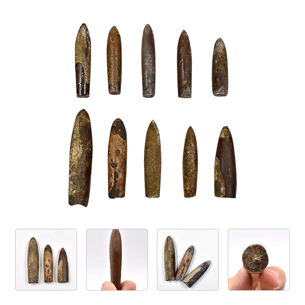 

10pcs Fossilized Belemnite Specimen Desktop Ornament Educational Plaything Teaching Supplies Natural Science Gift Paleontology