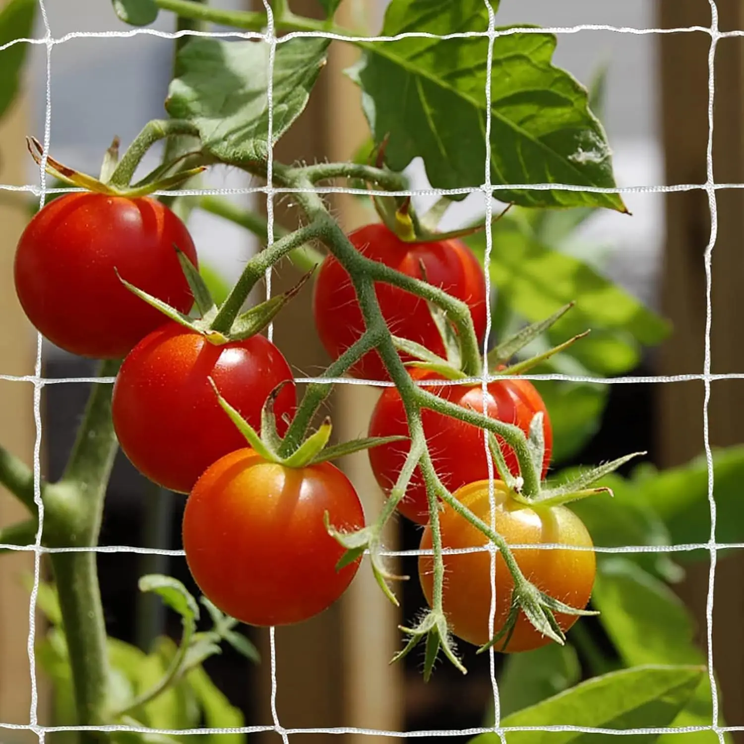 

Heavy-Duty Polyester Plant Trellis Netting 5x30ft, 6in Mesh for Climbing Plants