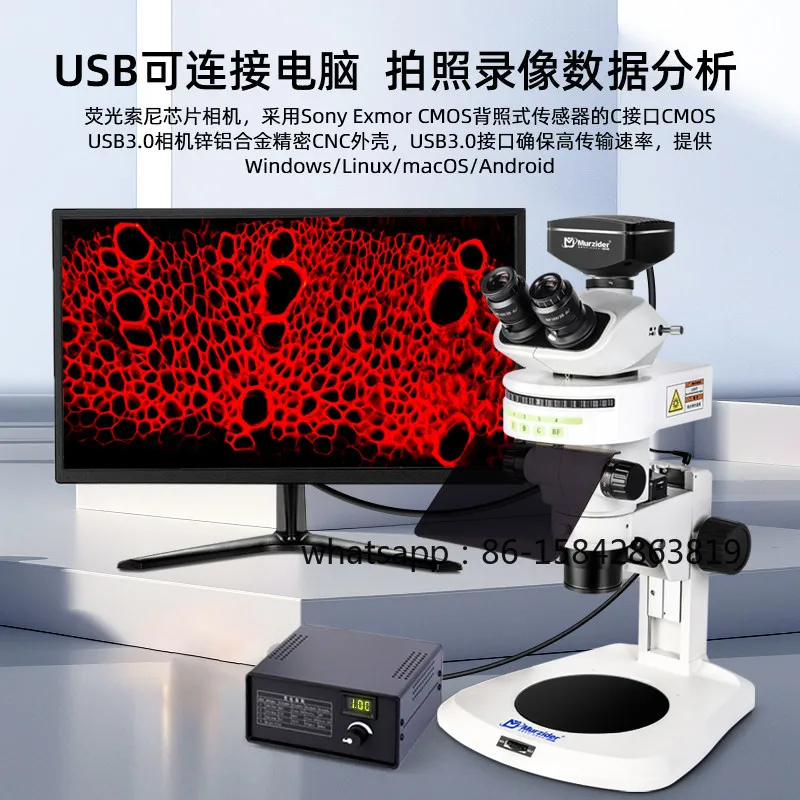 Observation of Zebrafish Nematode Fruit Fly Chicken Embryo Bryophyte By Stereo Fluorescence Microscopy BGUV Three-band