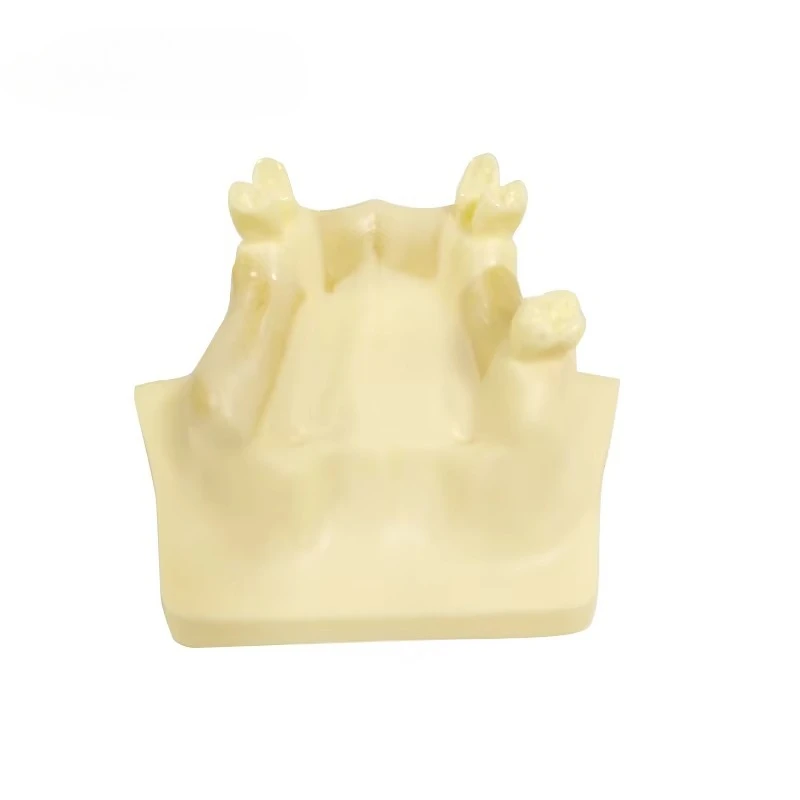 Modelo de dientes de práctica de elevación sinusal UM-Z14