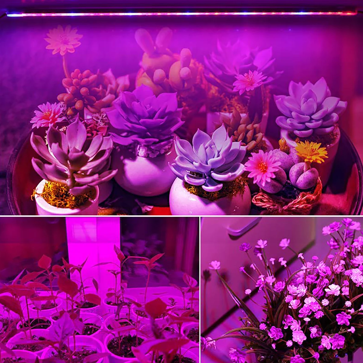 Imagem -06 - Full Spectrum Phytolamp para Plantas Led Cresce a Luz Tubo t5 30cm 6w Flores Vegetais Phyto Lâmpada 15 Pcs