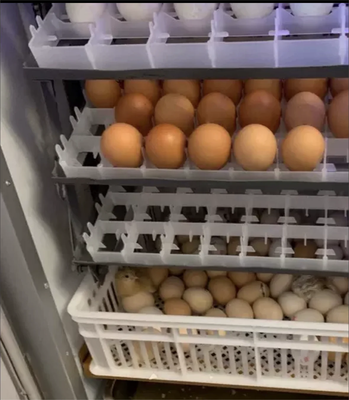 صناعة أوزة البط حمامة الدجاج حاضنات هاتشر آلة التفريخ الأوتوماتيكية 3168/3520/قطعة s