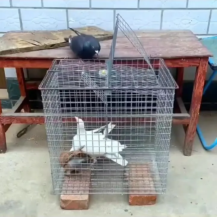 Pigeon Trap Cage, Rotating Flip Design, Galvanized Outdoor Bird Cage, Heavy Duty Pigeon Catcher, Durable Pigeon Loft Cage