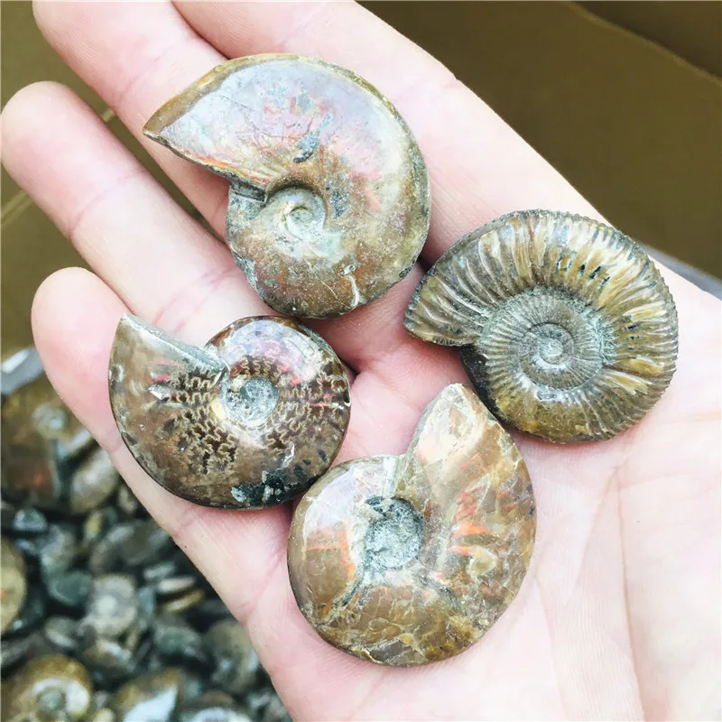 Natural Conch Stone Rainbow Ammonite Conch Madagascar Teaching Specimen