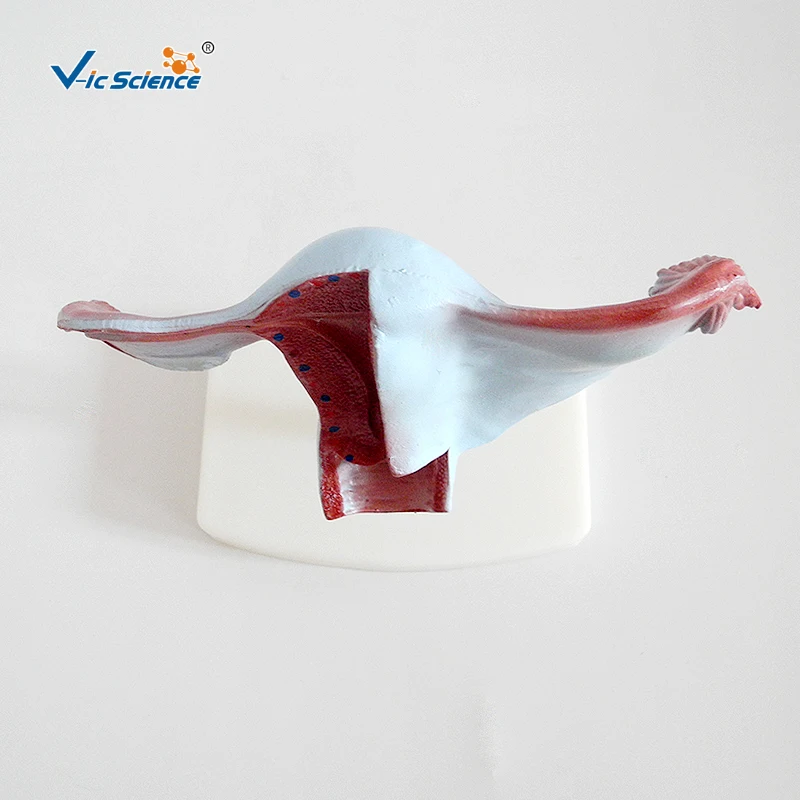 Natural Uterus Model Anatomical Model of Uterine Structure
