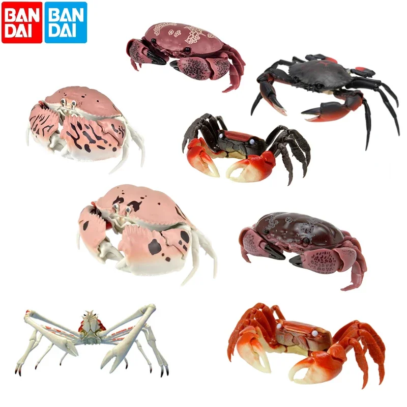 Original Bandai Gashapon Big Biological Map Spider Crab Calappa Movable Simulation Animal Model Qversion Mini Gifts Collection