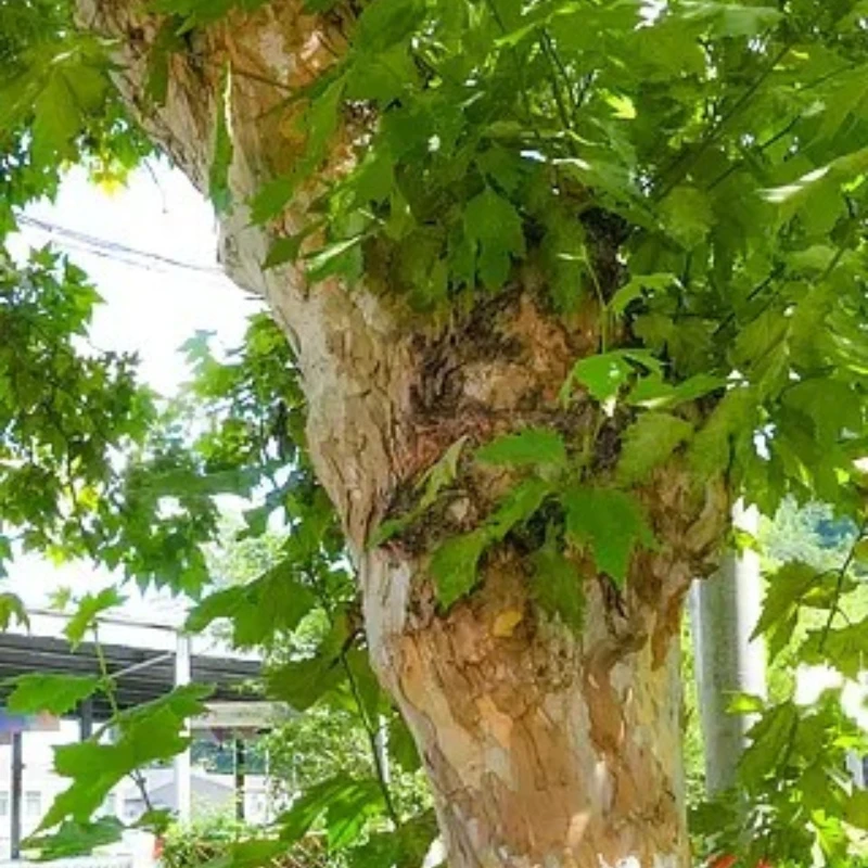 

JX Servo PDI-HV6235MG-360 8 4V 016Sec High Precision Metal Gear Digital Servo RC Cars Robot Arms Aircrafts Other Applications