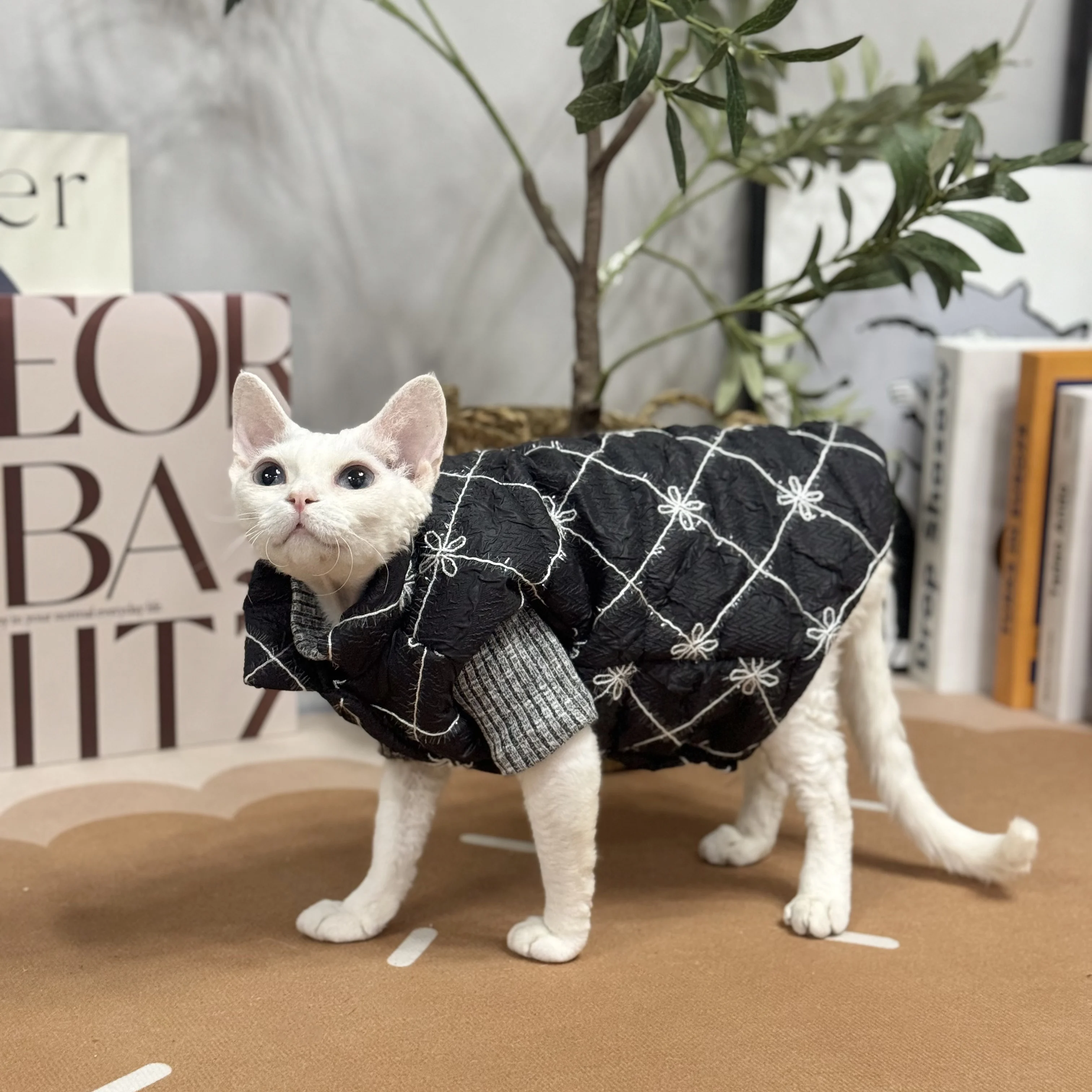 Veste en coton à carreaux noir imbibé pour chat Sphynx, optique d'hiver, pull chaud pour chatons, manteau en dentelle douce pour Devon Rex