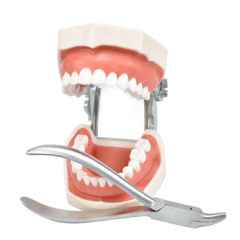 

Dental Eagle Nose Pliers Tooth Extraction Forceps for Removing Residual Roots and Fragments Orthodontic Dentist Tools