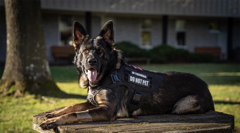 Großes Hundegeschirr mit Leine, Halsband und Molle-Taschen, Trainingshalsband, Weste, taktisches Schäferhundgeschirr für Hunde, Zubehör – Detail 1