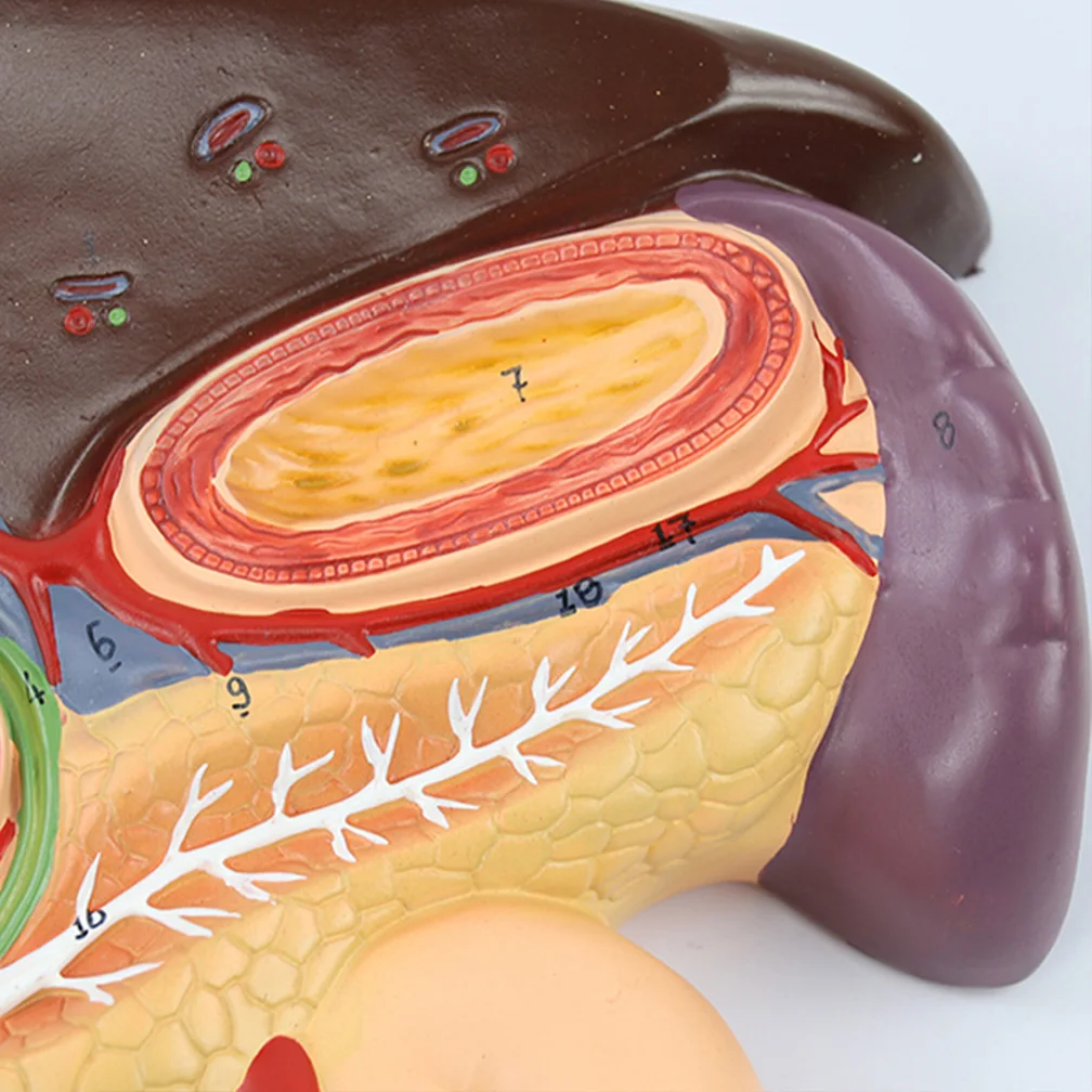 Adult Human Liver Pancreas Duodenum Spleen Anatomy Pancreatic Model Medical Science Teaching Resources Toys Educational Kit Set