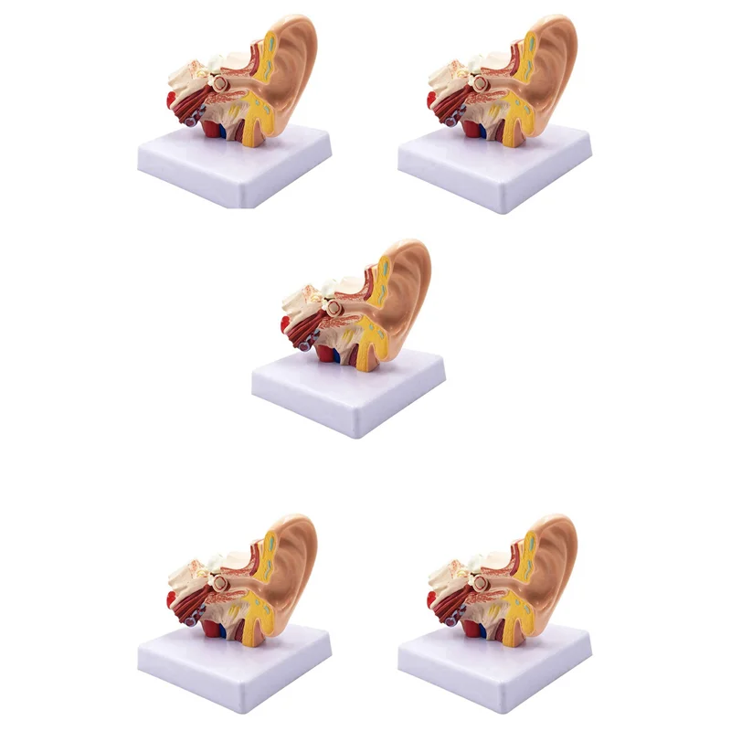 SB-5X 1.5X Human Ear Anatomy Model - Professional Desktop Inner Ear Structure Simulation Model For Education