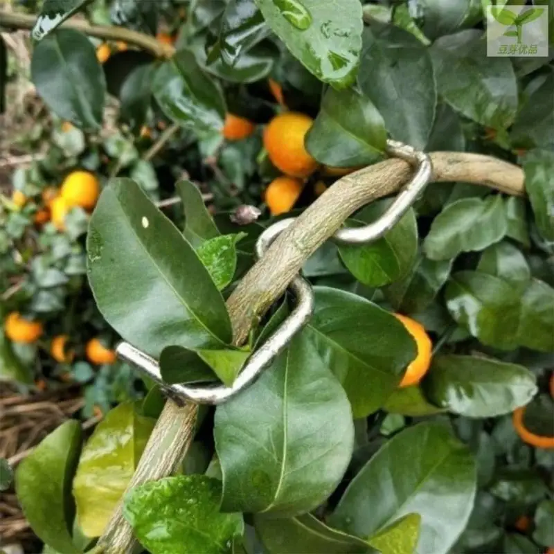 

F19B 100pcs Fruit Tree Branch Puller Open Angles Spreader For Horticulture Enthusiasts