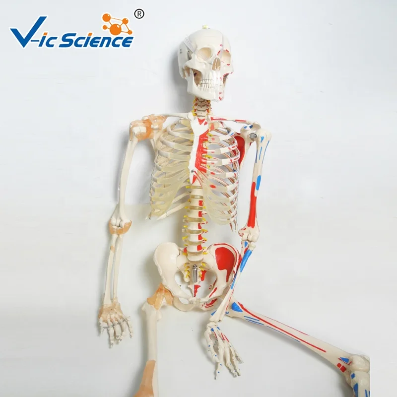 Full Size 180cm Human Skeleton model with Muscles and Ligaments